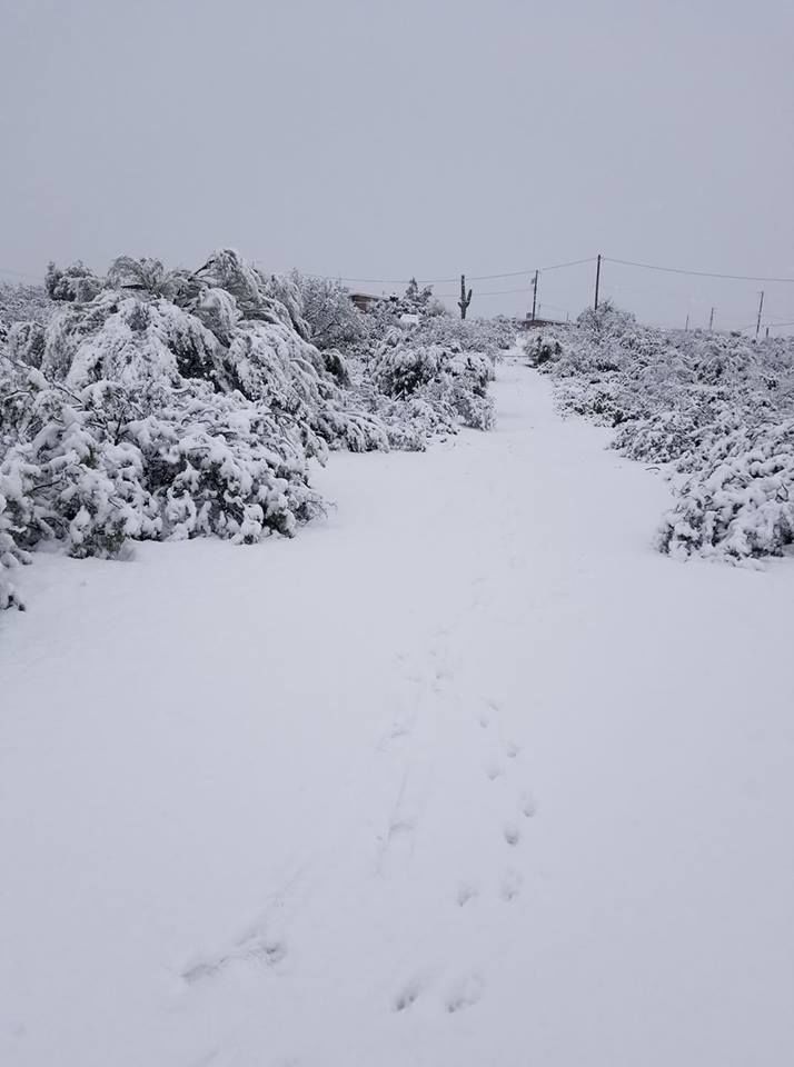 Snow in Tucson
